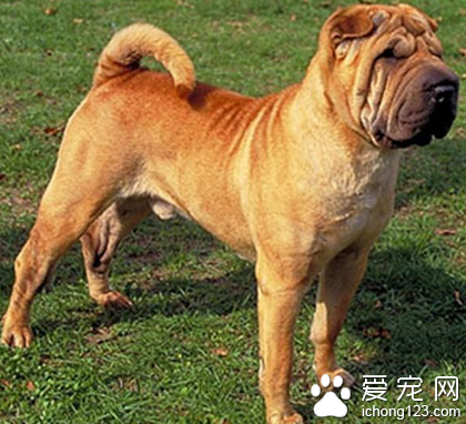 沙皮狗好养 及时做好清洗护理