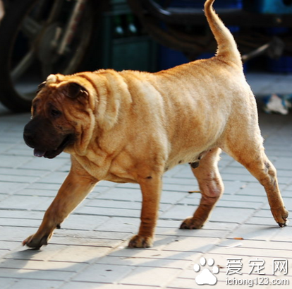 沙皮狗臭吗 注意该犬的皮肤清洁