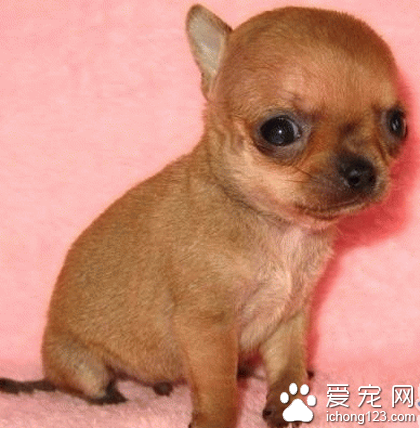 迷你犬有哪些  该犬种类有很多