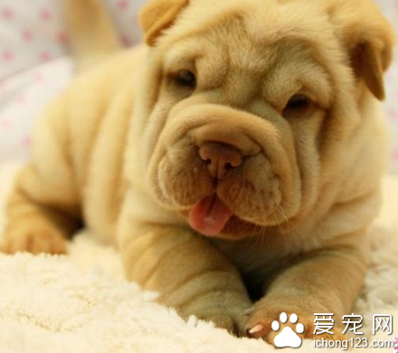 沙皮狗有几个品种 该犬性情非常快乐