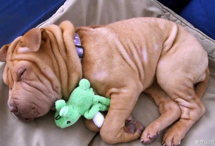 沙皮狗要多少钱 该犬被毛短而粗糙