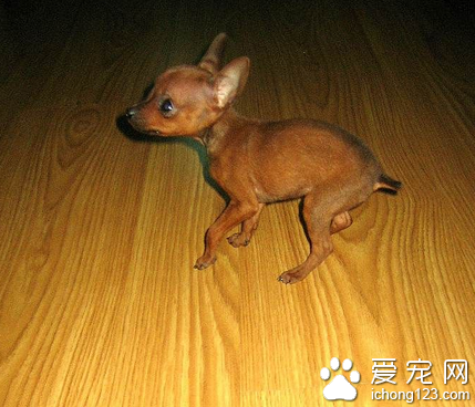 袖珍犬的价格 该类犬的价格比较贵