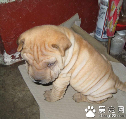 沙皮狗哪里有卖 因皱纹多易生皮肢病