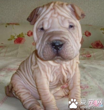 沙皮犬多少钱 该犬性情非常快乐