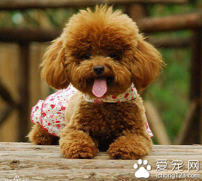 迷你泰迪犬多少钱 种类不一样价格不同