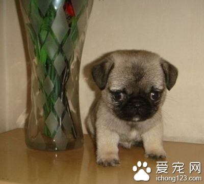 世界小型犬排名 狗都有自己独特之处