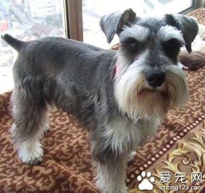 小型雪瑞纳犬 个性调皮又充满活力