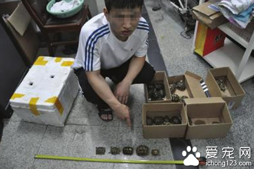 28岁男子网上买卖宠物龟成被告目前已被拘捕