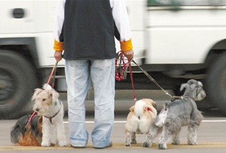 珠海市养犬条例实施半月 但不文明养犬现象还普遍存在