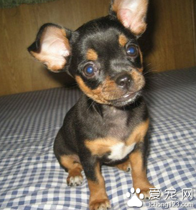 迷你杜宾犬多少钱一只 该犬行动敏捷