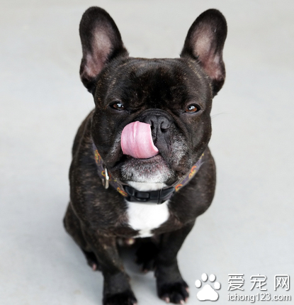 道路运输管理新规则 不能携带宠物乘车