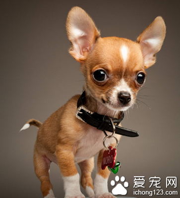 适合家养小型犬 吉娃娃喜欢和主人嬉戏