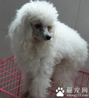 迷你贵宾犬价格 该犬是有点娇气的