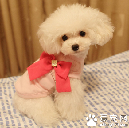 小型犬哪种好养 生活空间要求不高