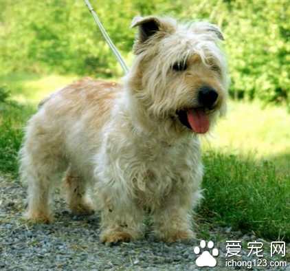 小型犬的价格 最好到市场了解一下行情