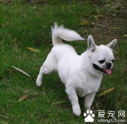 什么小型犬好 博美犬友好温顺