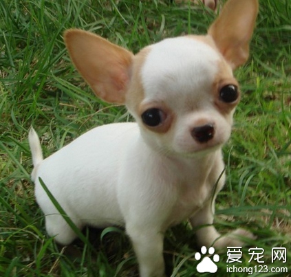 什么小型犬可爱 吉娃娃也是不错的选择