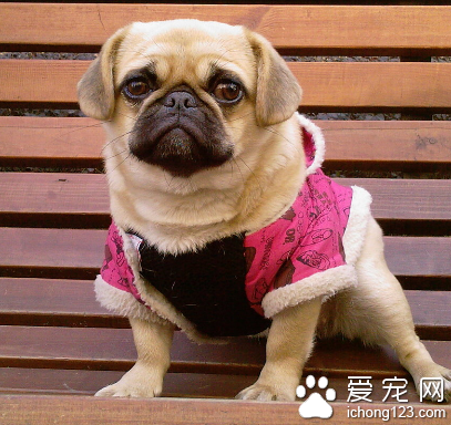 小型犬哪种好 易打理的小型犬