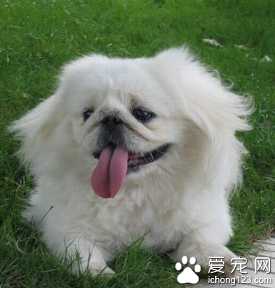 好打理的小型犬 短毛吉娃娃易打理