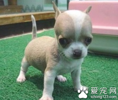 如何训练小型犬 小型犬的训练方向