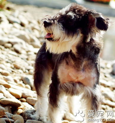 那种小型犬好养 泰迪较容易饲养