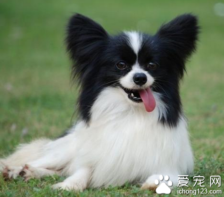 长毛小型犬有哪些 最常见的是蝴蝶犬