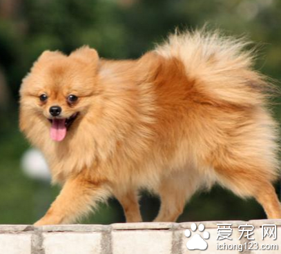 博美是小型犬吗 是爱玩的小型玩赏犬