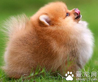 小型犬买什么好 根据自己的喜好选择