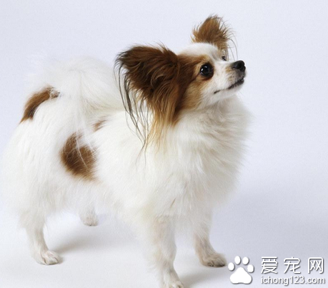 哪种小型犬比较好养 小型犬体味较轻