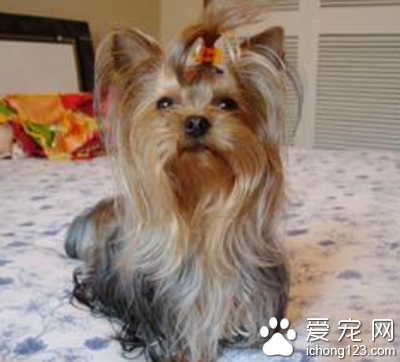 世界十大小型犬 小型犬种类较多