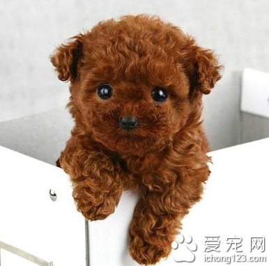 小型泰迪犬价格 是比较常见的宠物犬