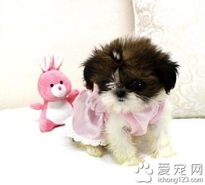 最安静的小型犬 容易适应家庭的小环境