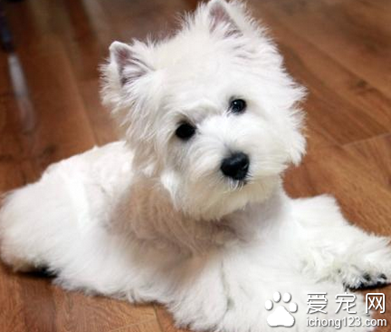 什么是小型犬 一般体重不超过10公斤