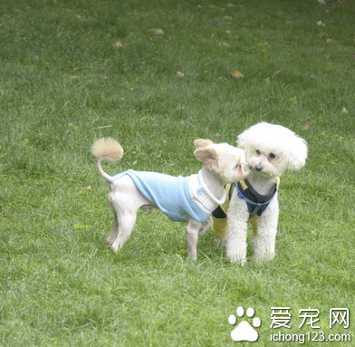 园区喷杀蚊虫 请看好宠物以免发生意外