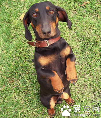 短毛的小型犬有哪些 小型犬清洁更方便