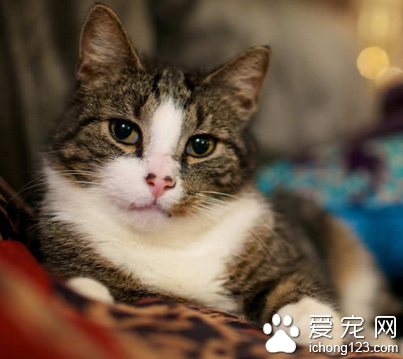 女子与前男友大打出手 为了抢回宠物猫