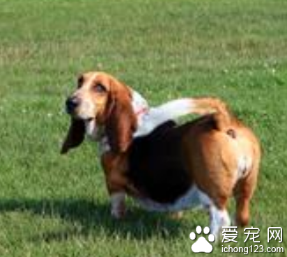 小型犬有什么 十种最受欢迎的小型犬