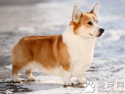 小型犬排行榜 狗狗的智力排名