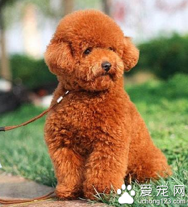 小型犬智力排行 高智商的小型犬并不多