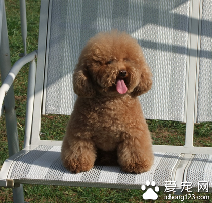 小型犬哪个好养 摸准宠物狗的脾性