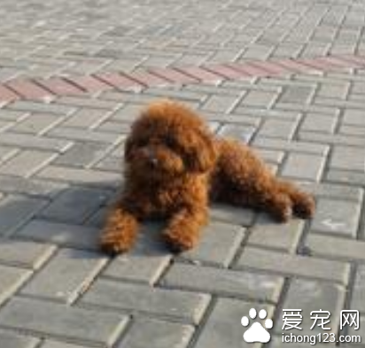 家庭小型宠物犬 小型犬食量比较小