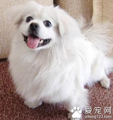 最小的小型犬 小型犬被分为两种