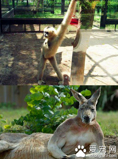 来自动物界造型大师们的作品