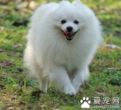 小型犬什么好 根据自己的需要来购买