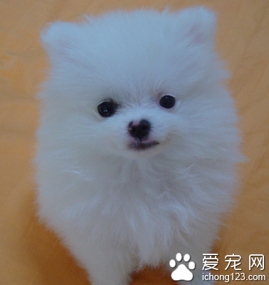 最便宜的小型犬 串种价格比较便宜