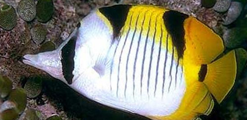 斜纹蝴蝶鱼