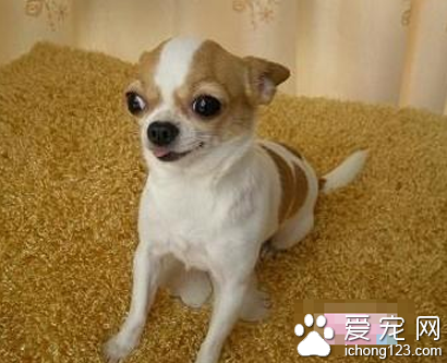 最凶的小型犬 吉娃娃有一定的脾气