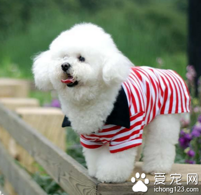 比熊是小型犬吗 是典型的小型犬