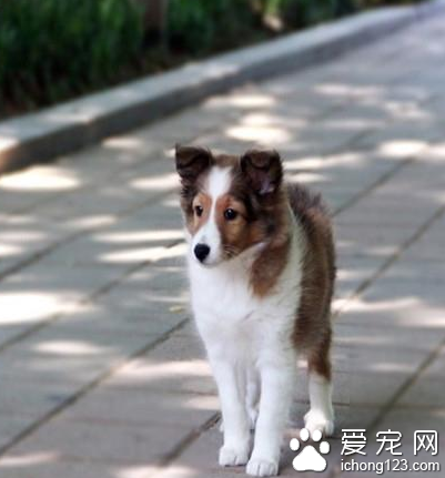 小型牧羊犬喜乐蒂 是非常优秀的伴侣犬