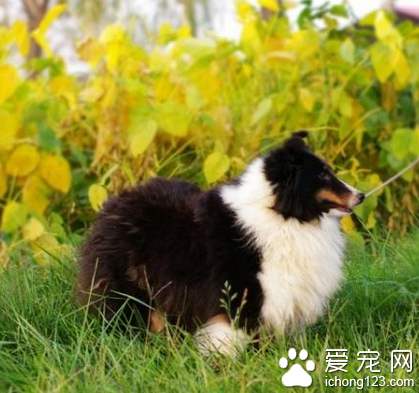中小型犬有哪些 比较典型的宠物犬